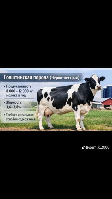 Искуственное Осеменение крс