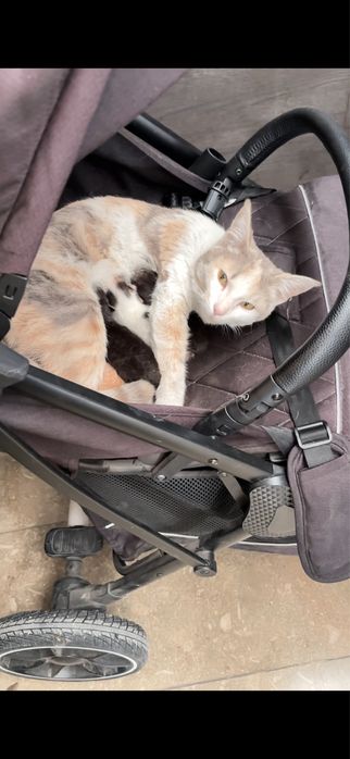 Котят в добрые руки! Совсем крохи 2 дня им