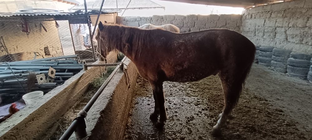 Жорга акта сатылады