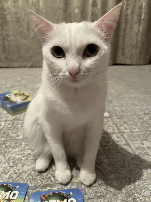 отдам милую кошку