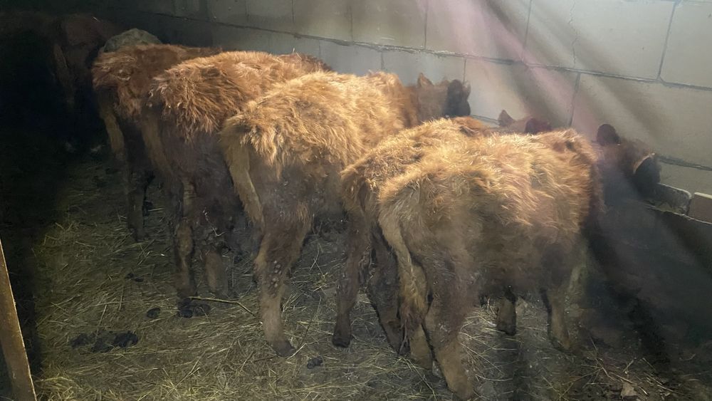 Продам телят оптом