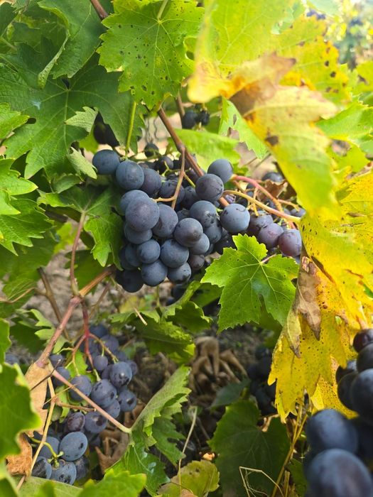 Struguri de vânzare pentru vin si de masa.
Tel : 0783 082 299