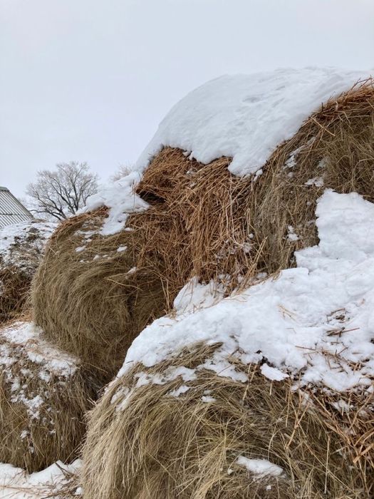 продам сено г.Семей