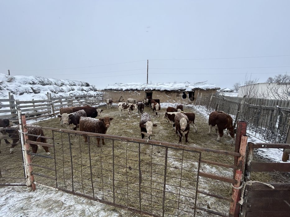 Продам бычков 9-10 мес