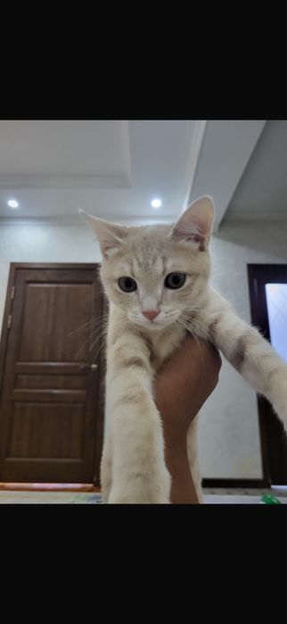 Кошка пордистый 3 месяц