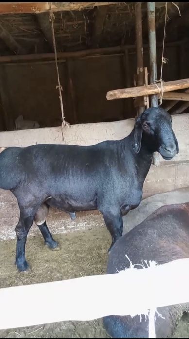 Aqiqa va Ehsonga tirik qo’ylar‼️