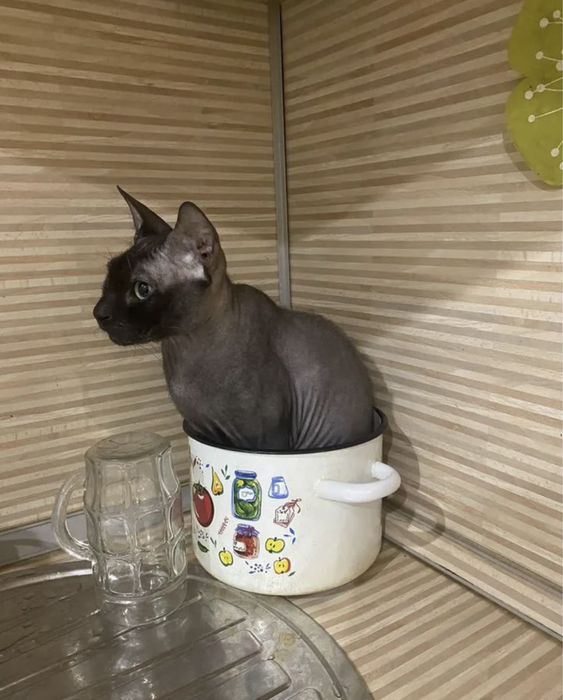 Бронь котят сфинкса