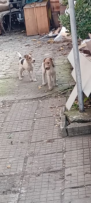 Фокс Териер Момичета