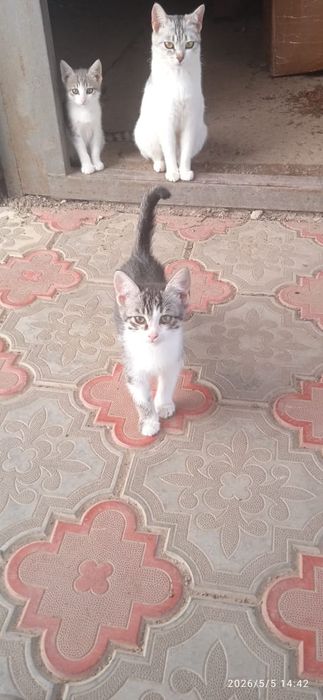 Отдам котят в добрые руки