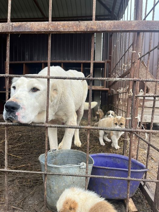 Туркмен алабай сука