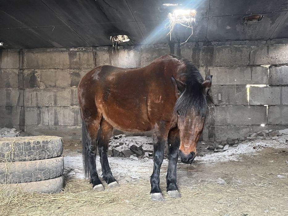 Лошадь на откорме