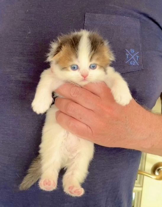 Веслоухие котята, все девочки