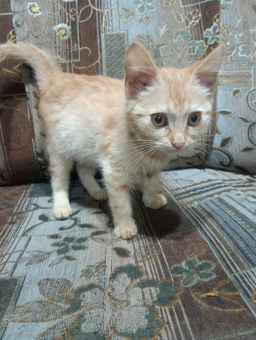 Отдам кошечку в хорошие руки , игривая , ласковая,.