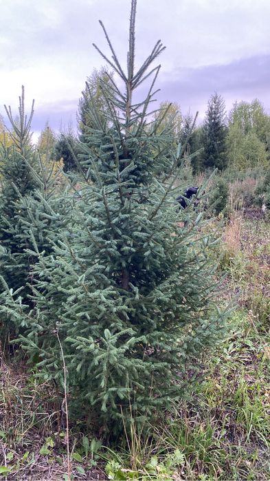 Ель сибирская,ёлки,Елка,саженцы,саженец