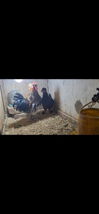 карликовые куры бентамка