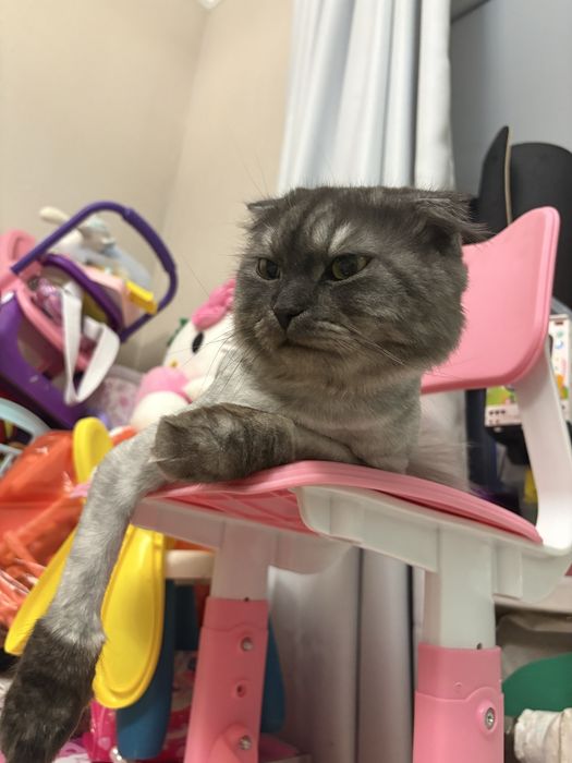 Продам побритого кота