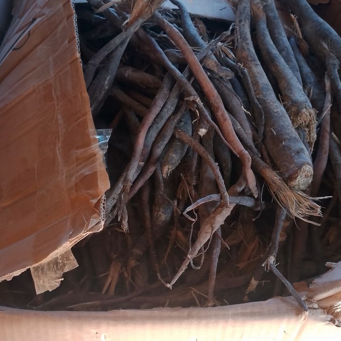 Каврак кучатлари,Kavrak koʻchatlari