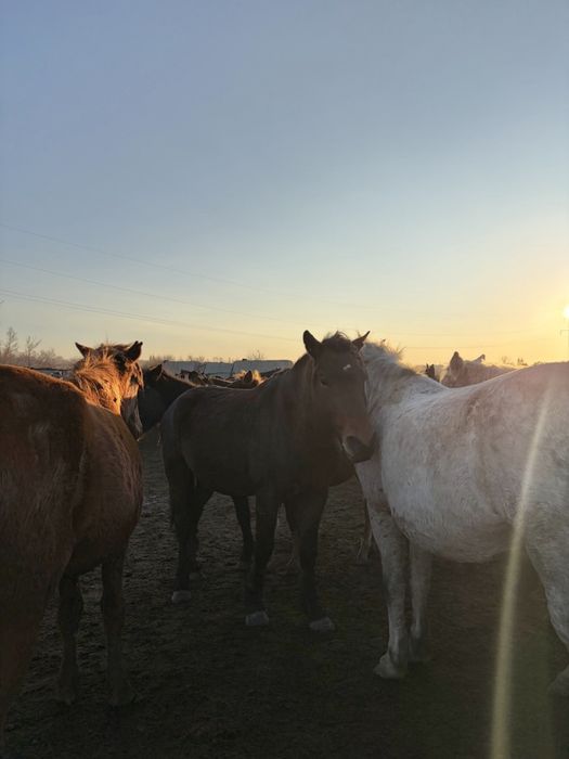 Айғыр / Жеребец продаю