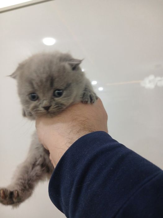 Мушукчалар сотилади