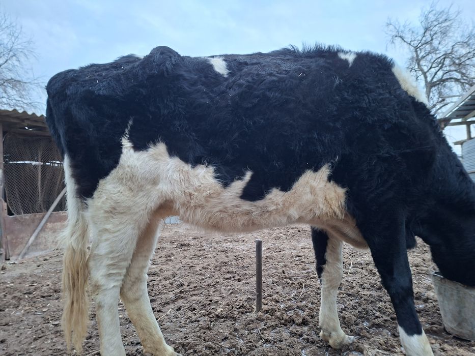 Сиыр сатылады қара ала