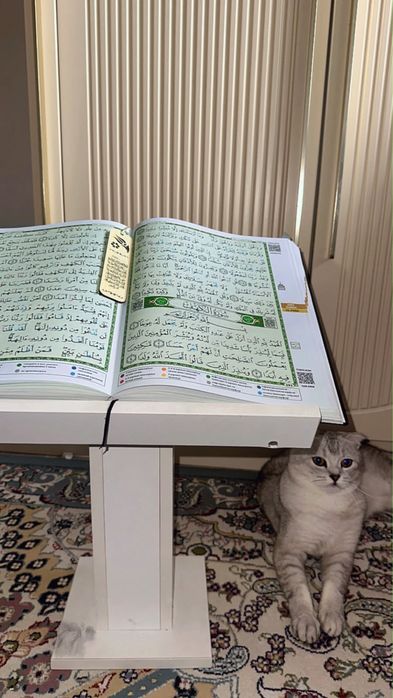 Шотландский вислоухий кот