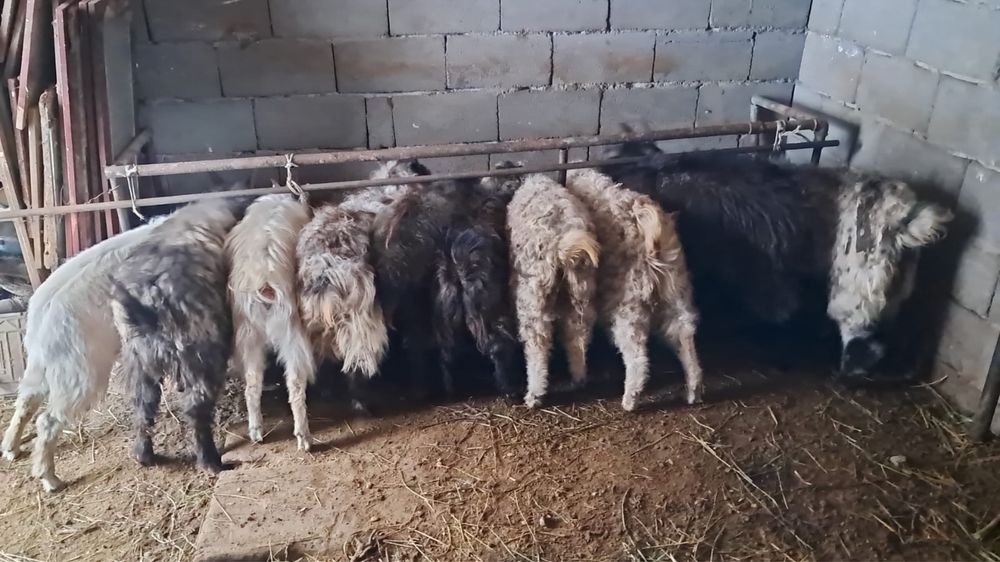 Лактар сатылады,продаеться козлята