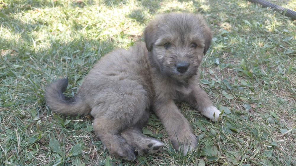Se ofera gratuit spre adoptie caini (5 masculi si o femela)