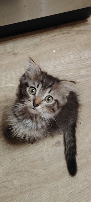 Котики маленькие