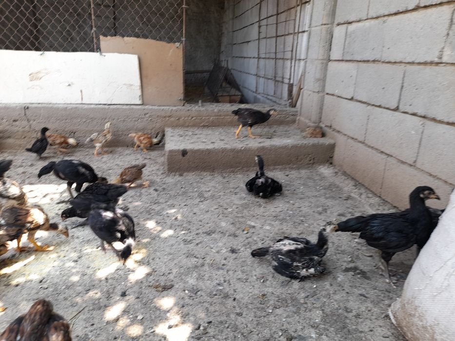 Xanxiyap 3 VA qora shagzoda jersey VA avistirolop jujalari