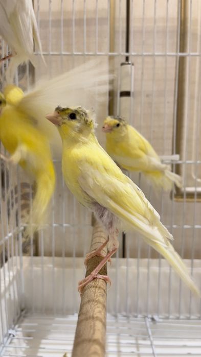 Канарейка овсяночный напев Канарейка трайник сайроли кушла