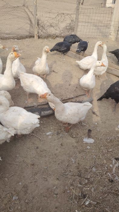 Гусь, Қаздар сатылады