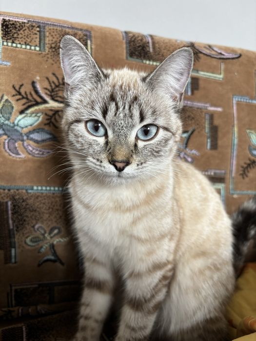 Кошка 6 месяцев