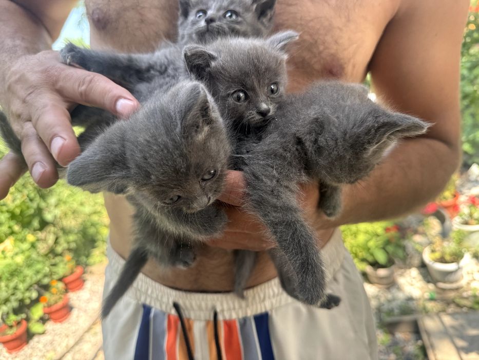 Котята отдам в хорошие руки