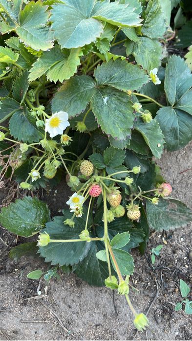 Саженцы клубники