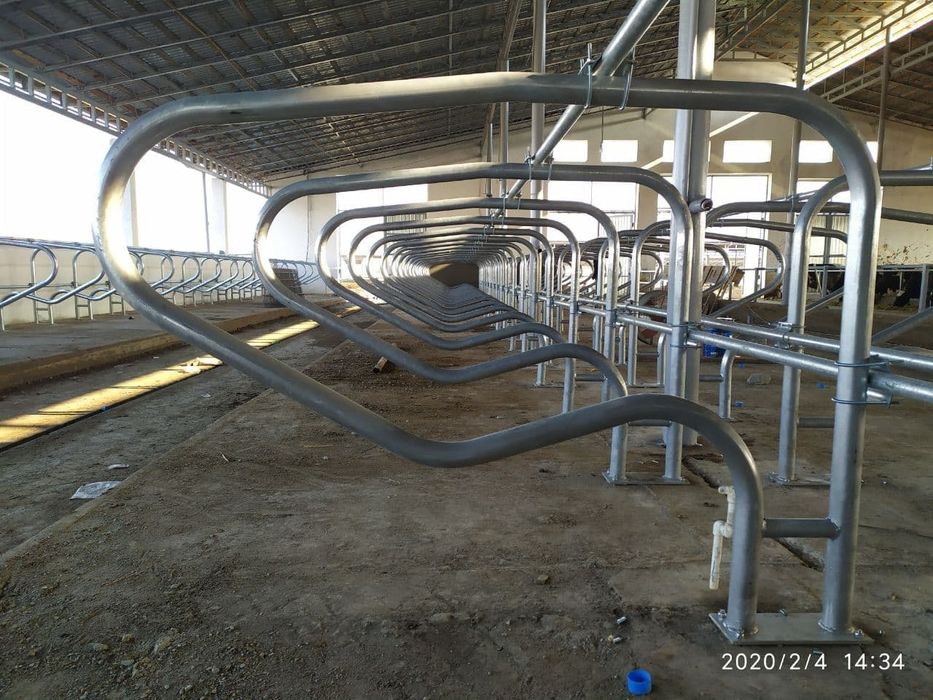 Lejanka qoramollar uchun