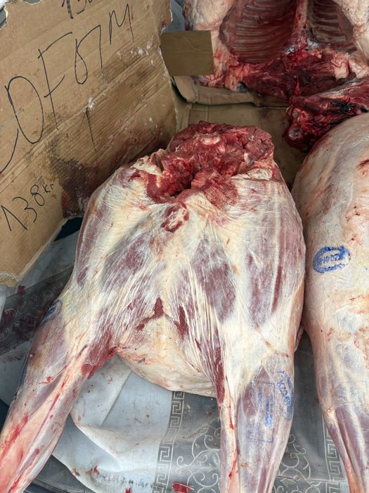 Согым , конина , соғым , жабағы