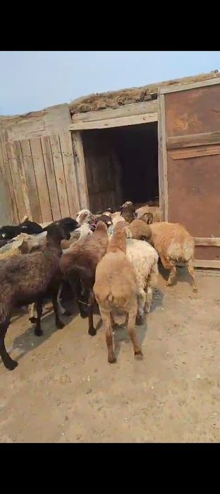 Қой сатамын41бас