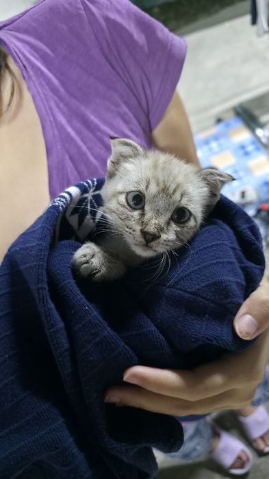вислоухий котенок