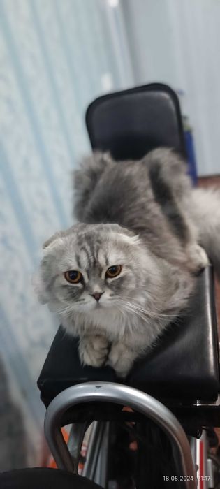 Продаётся кошки, Британка страйт и Шотландец выслаухий