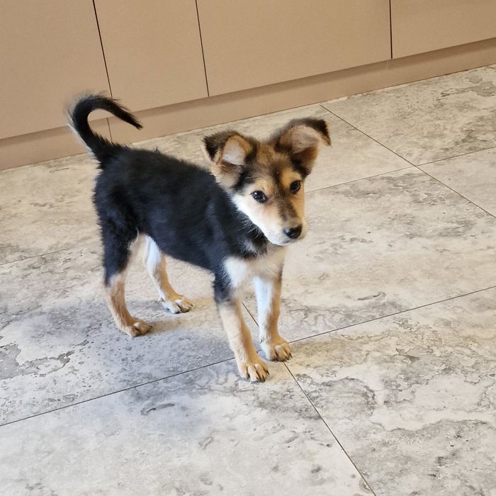 Щенок из приюта Хвостатый Рай