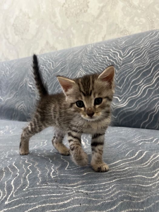 Котенок Тимоша мальчик