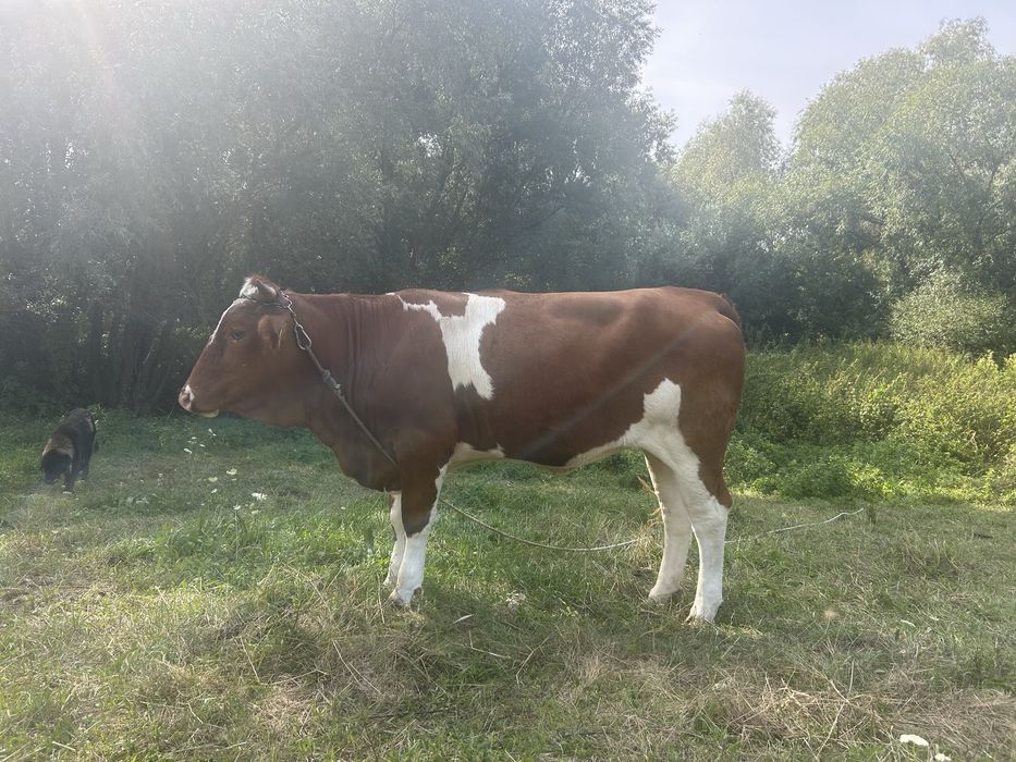 Junică gestantă