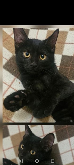 Котенок 2  месяца, девочка, игривая, ждёт любящих хозяев