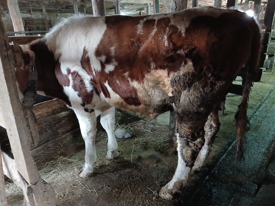 Продам Бычка симментал