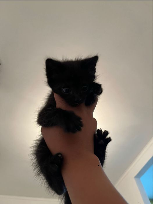 Кот шотланец 10к