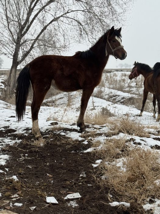 Байтал кобыла