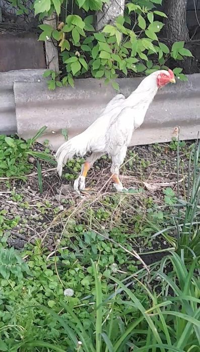 Продам Дакан шамо