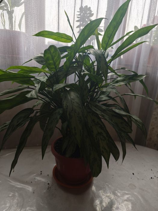 Срочно продам цветы