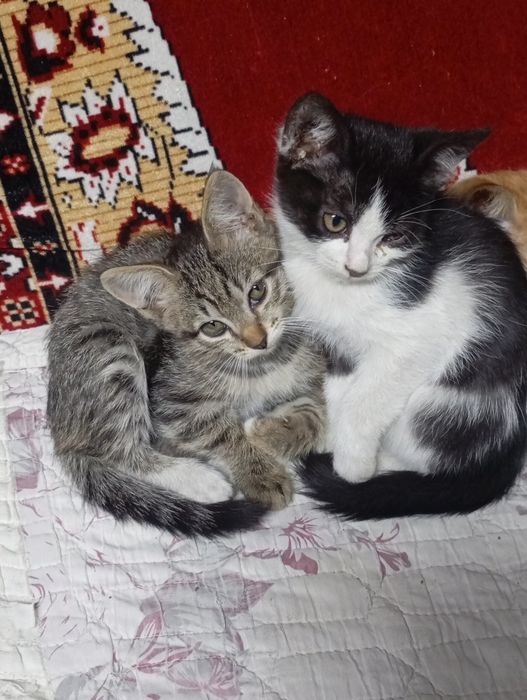 Отдам котят в добрые руки.