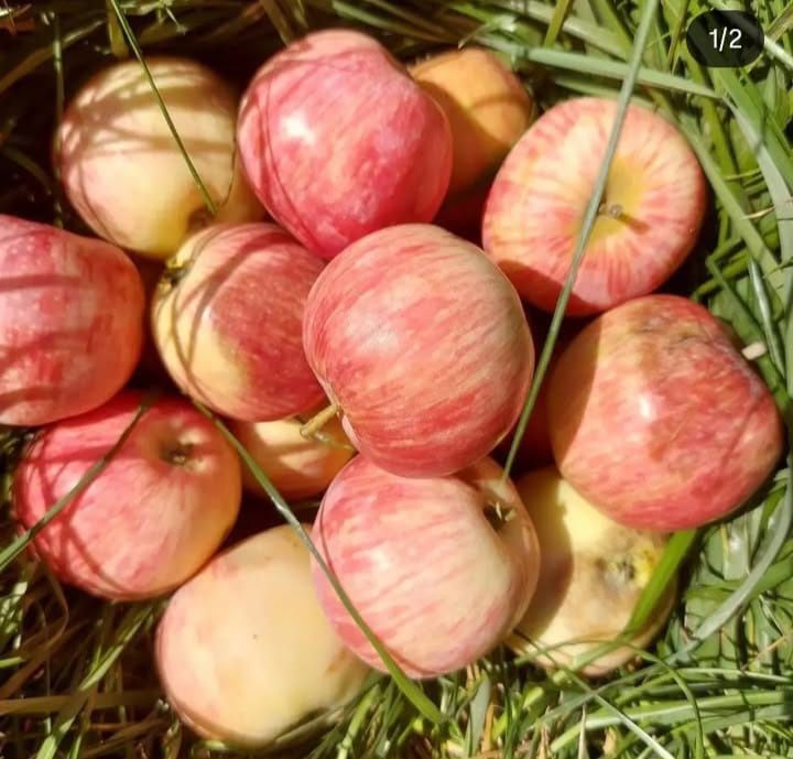 Продам местные фрукты